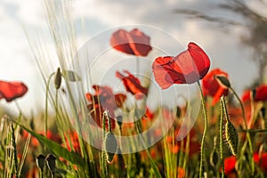 Red flowers bloom, with raindrops wetting the flower petals photo