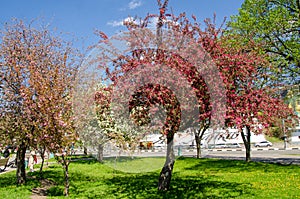 Red flowers of blooming apple tree in spring