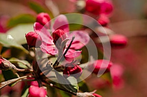 Red flowers of blooming apple tree in spring
