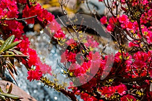 Red flowers blooming on a bush in the Japanese gardens by the waterfall at the Frederik Meijer Gardens