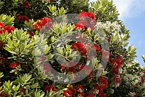 Red flowers of the blooming Callistemon tree. It is called beautiful stamen, red stamen, brushes for cleaning