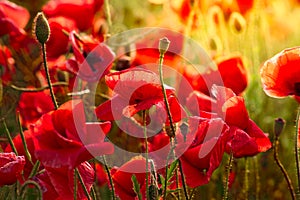 Red flowers of blooming poppies in the warm colors