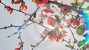 Red flowers Blooming tree in the spring with sunshine on background. Sochi, Russia.