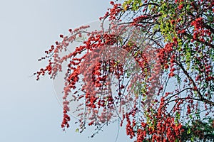 Red flowers blossom on big tree