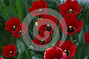 Red flowers blossom poppies. Beautiful blooming in the garden