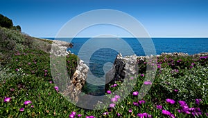 Red flowers, blue sea, blue sky on the `Cap d`Antibes`, French riviera , France