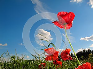 Red flowers and blue sky