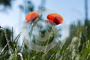 Red flowers on blue sky background. Red poppy photo