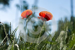 Red flowers on blue sky background. Red poppy