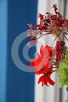 Red flowers on blue and white