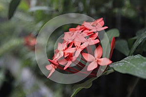 Red flowers in blurred surroundings