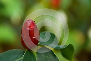 Red flowers and blurry background