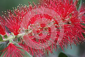 The Red flowers of a Bottle Brush