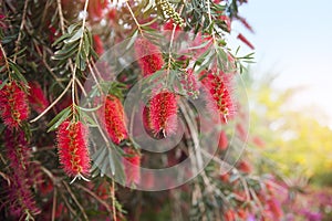 Red flowers of bottle brush tree (Callistemon)