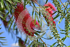 Red flowers of bottle brush tree Callistemon callistemon viminalis red