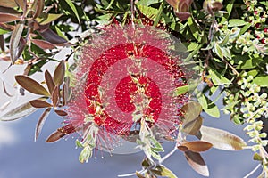 Red flowers of Bottlebrush flowering plant in a garden.