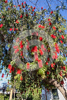 Red flowers from a bottlebrushes tree