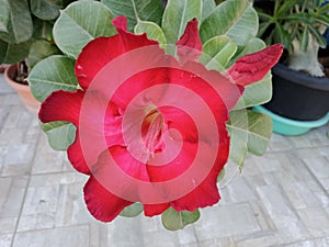 Red flowers, bright red azaleas blooming, beautiful, bright on the tree