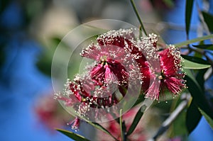 Red flowers of the Broad-leaved Paperbark