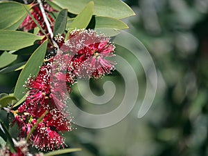 Red flowers of the Broad-leaved Paperbark