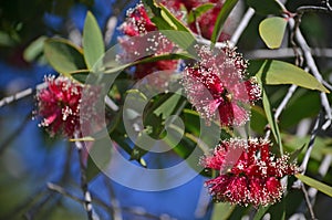 Red flowers of the Broad-leaved Paperbark