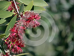 Red flowers of the Broad-leaved Paperbark photo