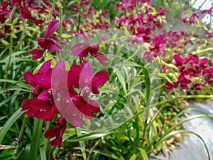 Red flowers bunched up together