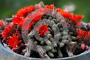 Red flowers cactus