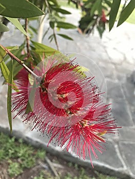 Red flowers of the Callistemon plant