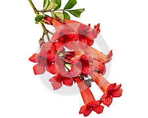 Red flowers of Campsis, radicans grandiflora trumpet creeper vine climbing blooming liana plant, isolated on white background