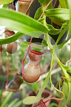 Red flowers of Carnivorous, Nepenthes â€˜St.Pacificus, Nepenthes Ventrata in the garden. Summer and spring time