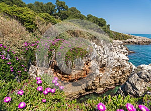 Red flowers Carpobrotus acinaciformis, blue sea, blue sky on the `Cap d`Antibes`, French riviera , France