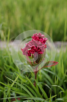Red flowers of the Celosia cristata plant, with a natural background of rice fields