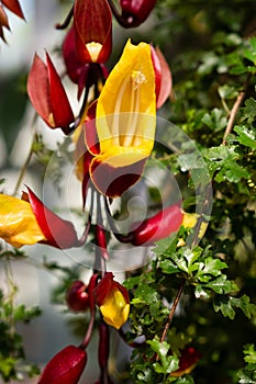 Red flowers of chirita tamiana, Gesneriaceae, tropical Asia.