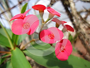 Red flowers of christ plant