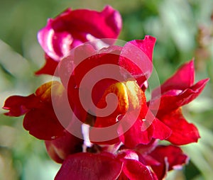 Red flowers close up