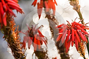 Red flowers photo