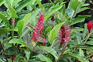 Red flowers in cluster like garlent