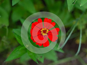 Red flowers in a colorful garden, green leaves,