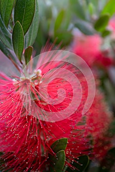 Red flowers of the Common Red Bottlebrush or Callistemon citrinus