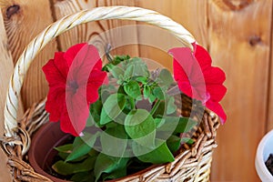 Red flowers of compact petunia Jolie F1 in a wicker basket on a wooden background photo