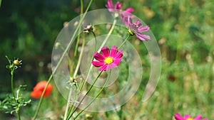 Red flowers of Cosmea in the garden