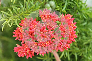 Red flowers - Crassula falcata - Italy