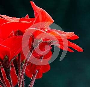 Red flowers on a dark blue turquoise background. Artistic macrophotography