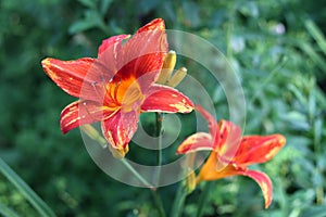 Red flowers of the Daylily.