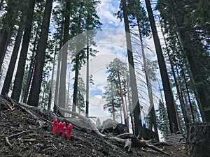 Red flowers emerge from a burnt landscape in Mariposa Grove, Yosemite National Park, California in spring