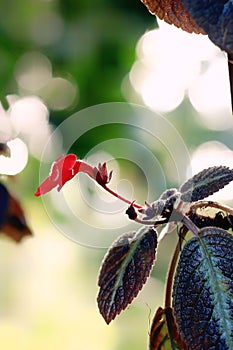 Red flowers of Episcia cupreata