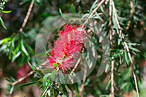 Red flowers exotic of bottle brush tree (Callistemon)