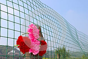 Red flowers in a fench wall