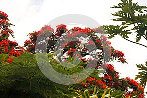 RED FLOWERS ON A FLAMBOYANT TREE IN A SUBTROPICAL CLIMATE